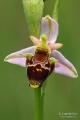 Ophrys_oestrifera_02